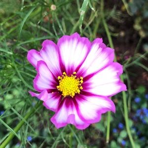 Meet your Posher, Kira